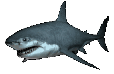Shark gif